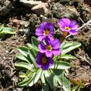 Image of Cusick's primrose