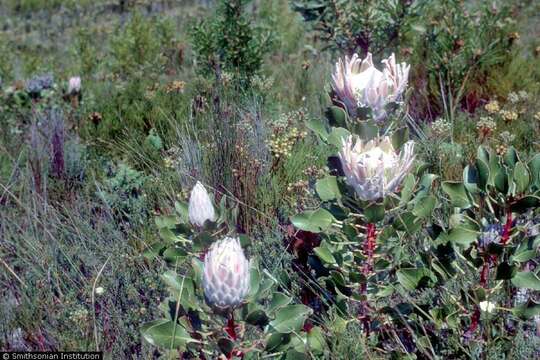 Image of king protea