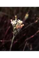 Image of Silvery Primrose