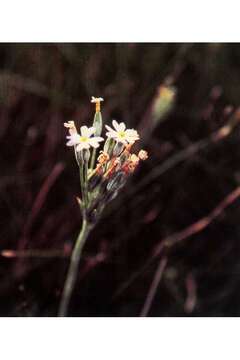 Plancia ëd Primula incana M. E. Jones