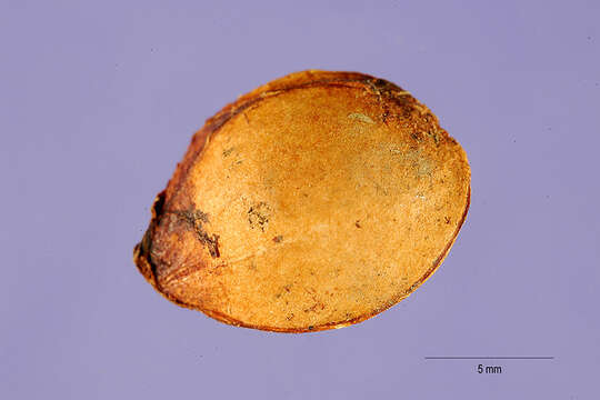 Image of Mexican plum
