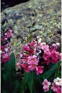 Primula parryi A. Gray resmi