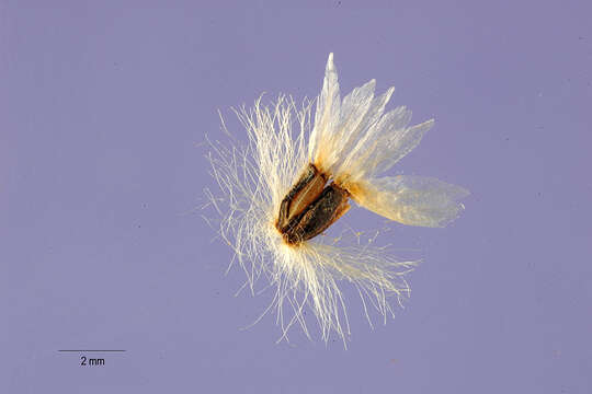 Image of African daisy