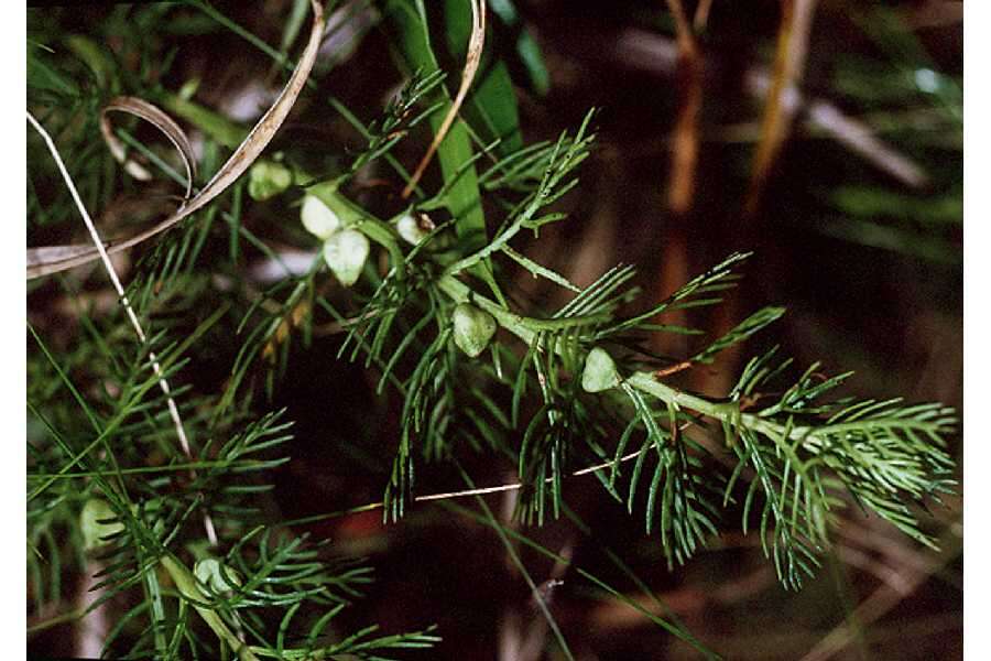 Image of Comb-Leaf Mermaidweed