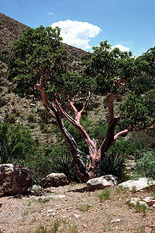 Arbutus xalapensis Kunth resmi