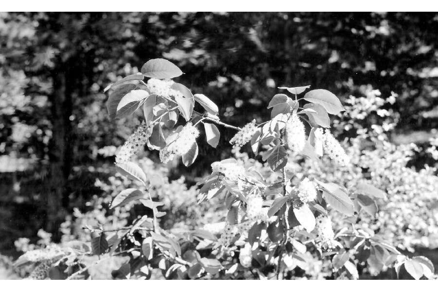 Image of western chokecherry