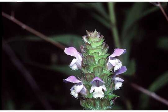 Image of common selfheal