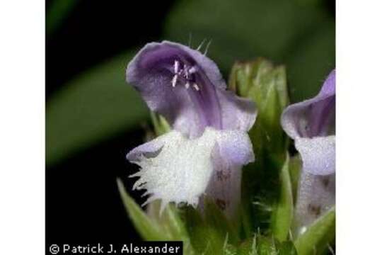 Image of common selfheal