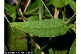 Image of common selfheal