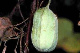 Image of woolly dutchman's pipe