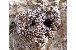 Image of fishscale lichen