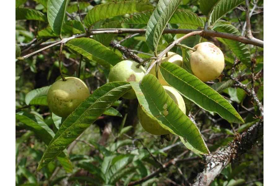 Image of guava