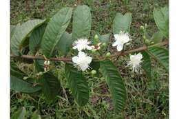 Image of guava