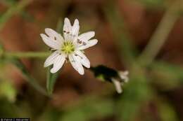 Image of tuber starwort