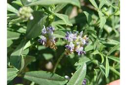 Psoralea lanceolata Pursh resmi