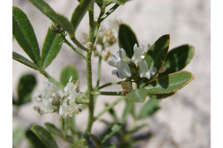 Psoralea lanceolata Pursh resmi