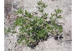 Psoralea lanceolata Pursh resmi