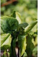 Image of Jack in the pulpit