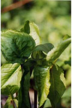 Image of Jack in the pulpit