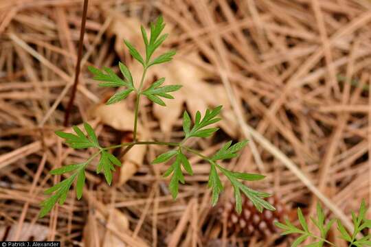 Слика од Cymopterus longiradiatus (Mathias, Constance & W. L. Theob.) B. L. Turner