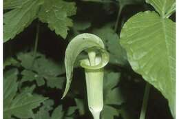 Image of Jack in the pulpit