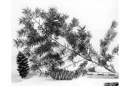 Image of bigcone Douglas-fir