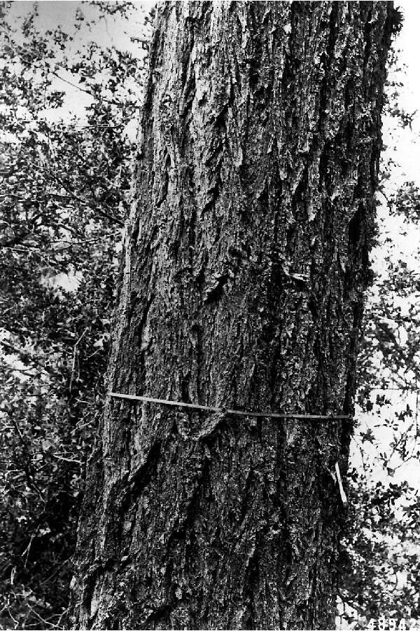 Image of bigcone Douglas-fir