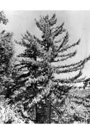 Image of bigcone Douglas-fir