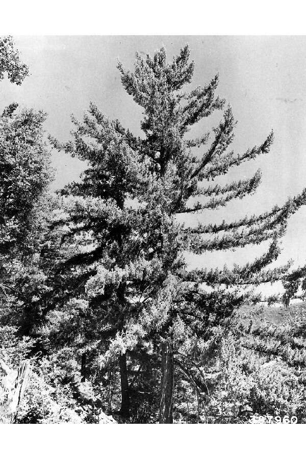 Image of bigcone Douglas-fir