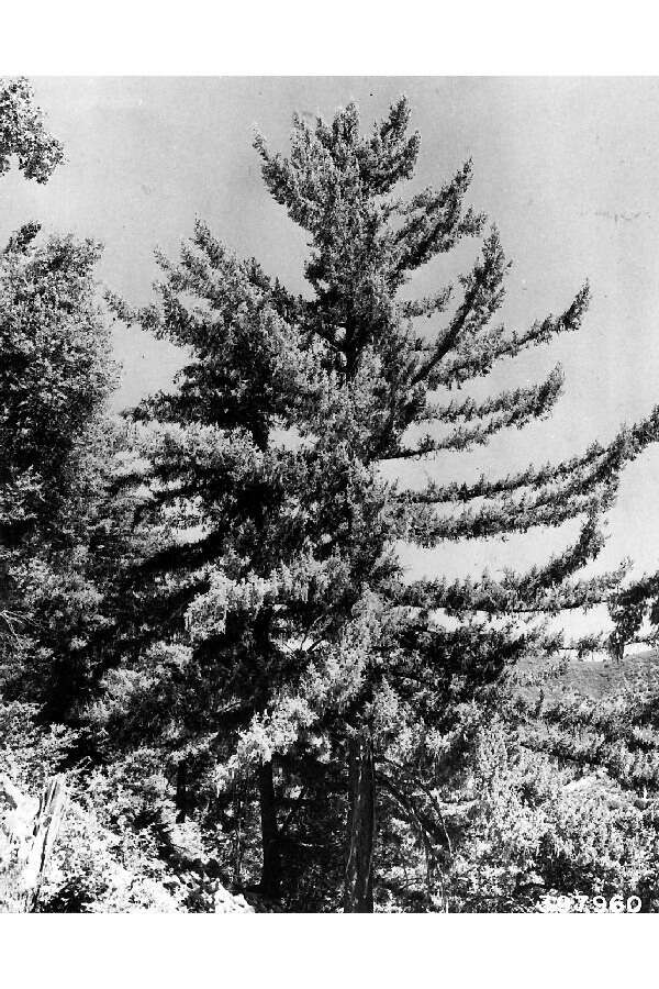 Image of bigcone Douglas-fir