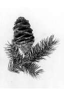 Image of bigcone Douglas-fir