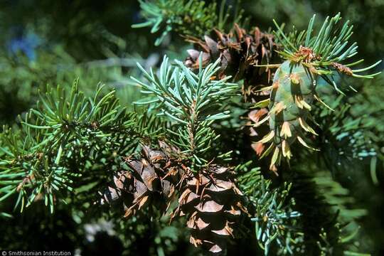 Image of Douglas Fir