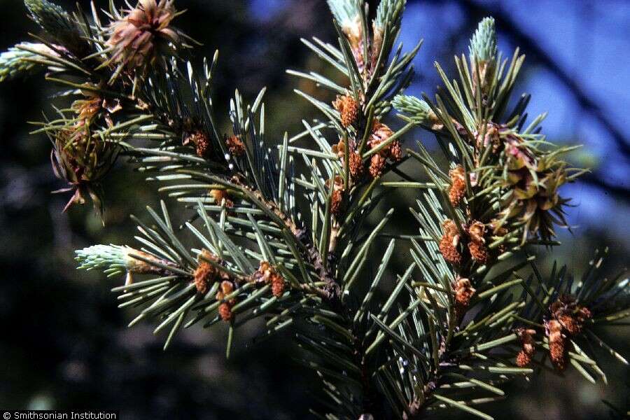 Image of Douglas Fir