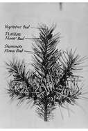 Image of Douglas Fir