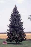 Image of Mexican Douglas-fir