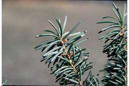 Pseudotsuga menziesii var. glauca (Beissn.) Franco的圖片