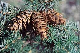 Image of Mexican Douglas-fir