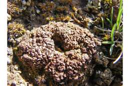 Image of mountain fishscale lichen