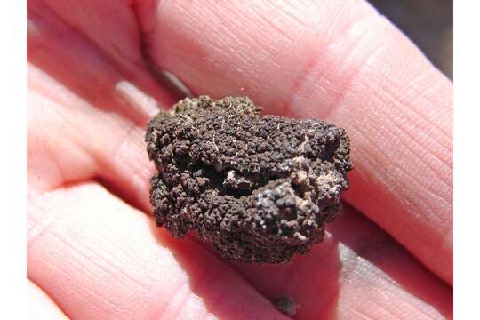 Image of mountain fishscale lichen