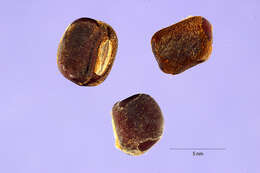 Sivun Psophocarpus palustris Desv. kuva