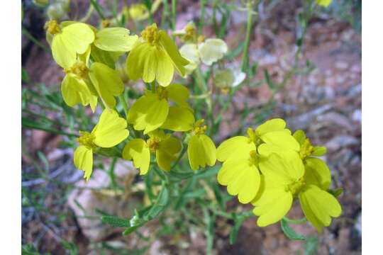 Image of greenstem paperflower