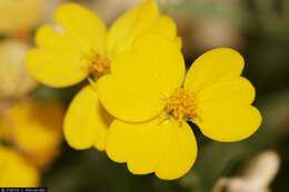 Image of woolly paperflower