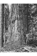 Image of Douglas-fir