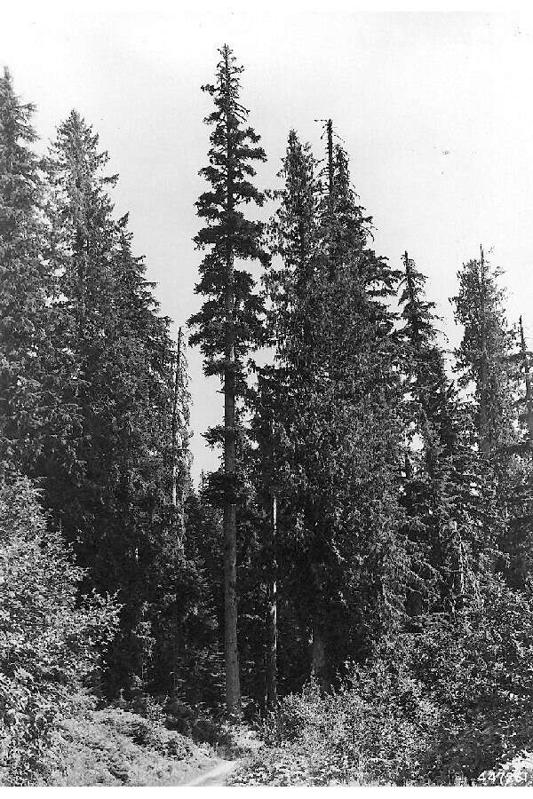 Image of Douglas-fir