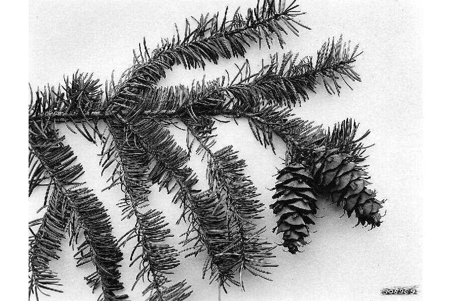 Image of Douglas-fir