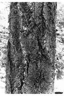 Image of Douglas-fir