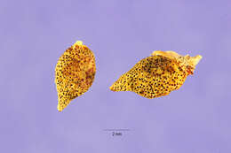 Image of slimflower scurfpea