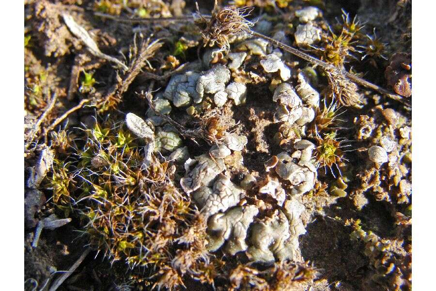 Image of Tuckerman's fishscale lichen