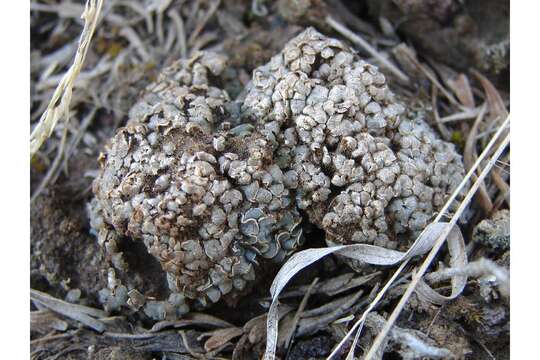 Image of Tuckerman's fishscale lichen