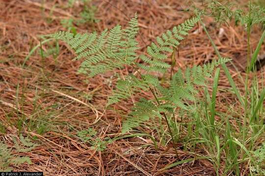 Image of Bracken